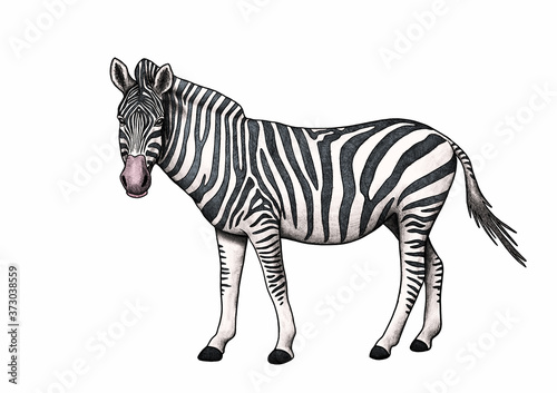 Fotografia zebra illustration isolated on white background