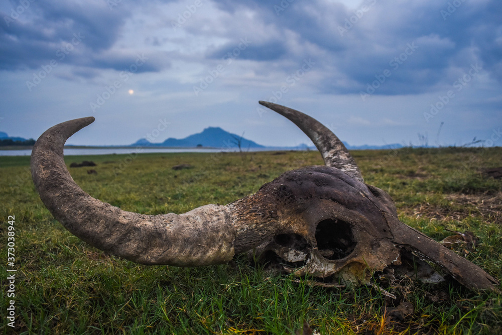 Fototapeta premium Wild Buffalo scull- (Bubalus arnee)- Maduruoya National Park