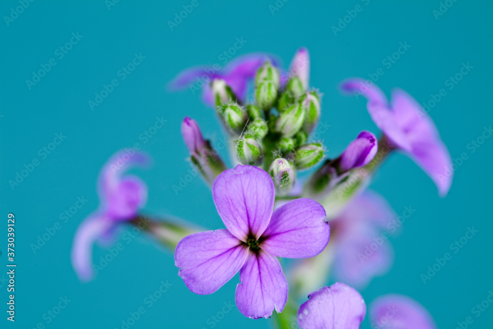 Obraz premium Hesperis matronalis flower on a blue background.