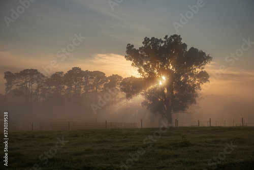 Sunrise and tree