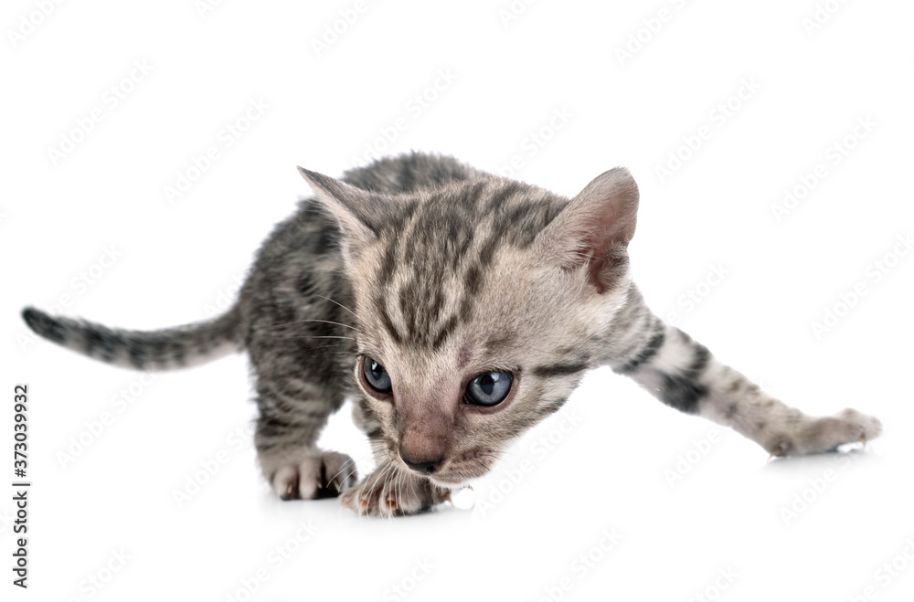 Fototapeta premium bengal kitten in studio
