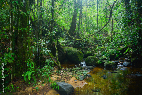 Fototapeta Naklejka Na Ścianę i Meble -   Sinharaja World Heritage Rain Forest, Sri Lanka