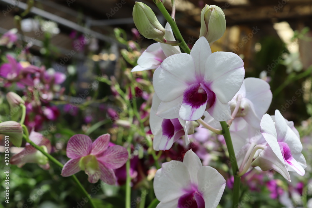 Obraz premium Orchid flowers purple blooming hanging in pots blurred background closeup with copy space at plant flower nursery and cultivation farm.