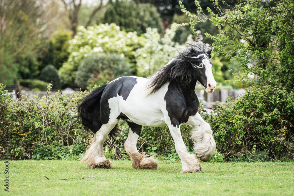Selective focus shot of white and black shire horse in a green field  Stock-Foto | Adobe Stock