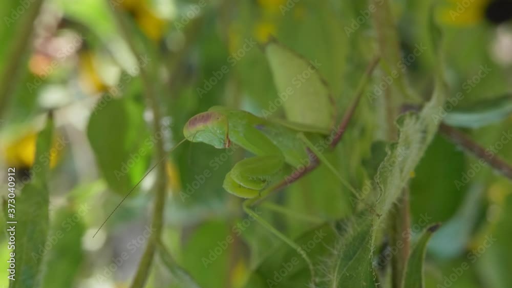Praying mantis on a plant. Insect disguise. Turns his head. Praying mantis on a plant. Insect disguise. Turns his head.