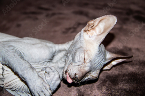 Fototapeta Naklejka Na Ścianę i Meble -  Sphinx gray cat sleeps. Beautiful hairless Sphynx gray kitten.