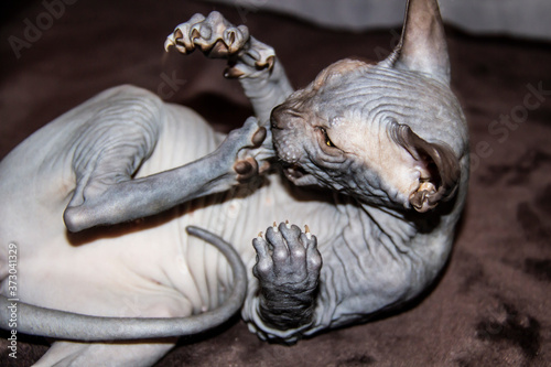 Sphinx gray cat bites herself on the paw. Beautiful hairless Sphynx gray kitten - a girl.