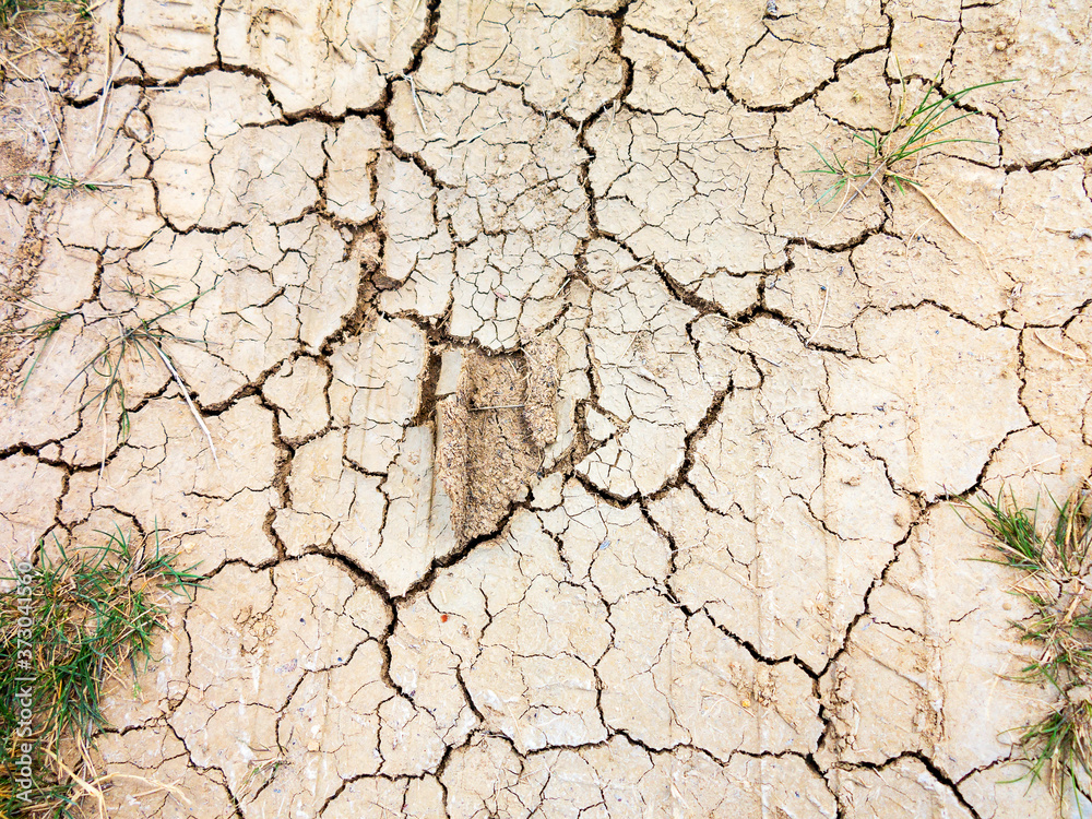 Fototapeta premium Young plant growing up on crack earth, Global warming theme green grass rising on burned cracked ground. As background for your art design