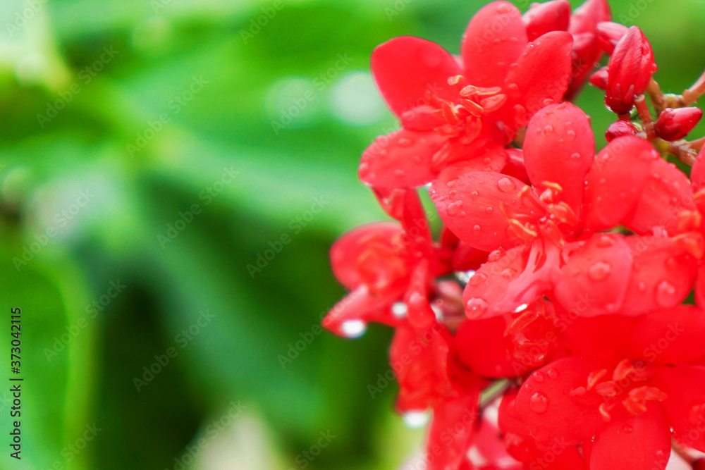 Red tropical milkweed flower close-up natural bokeh background green Red tropical milkweed flower close-up natural bokeh background green