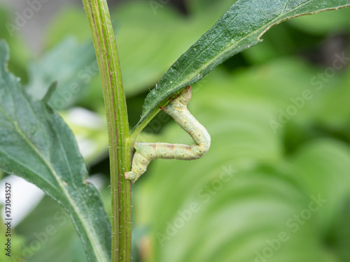 The moth caterpillar arched in an arc on a green leaf. Close-up.