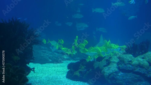 Wallpaper Mural beautiful shoals of fish deep underwater world oceanarium aquarium Torontodigital.ca