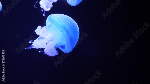 Atlantic sea nettle jellyfish photo