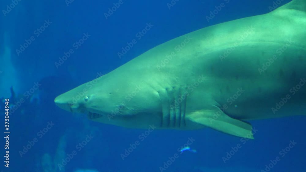 bull shark in aquarium bull shark in aquarium