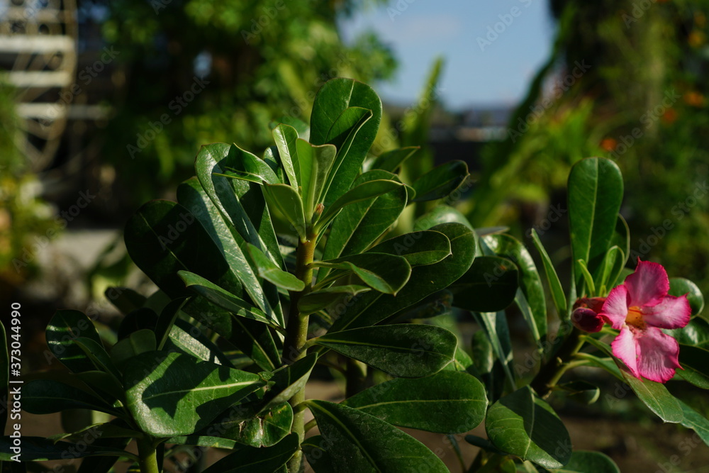 Close up pink tropical adenium flower. Summer concept. Fresh green Nature background Close up pink tropical adenium flower. Summer concept. Fresh green Nature background