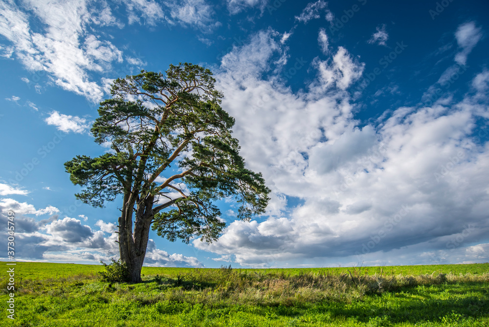 a lone pine stands on a green meadow against the background of clouds in summer