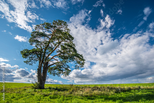 a lone pine stands on a green meadow against the background of clouds in summer