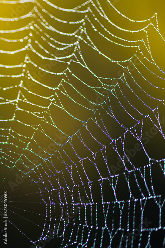 Close up of a spiders web with a yellow, green background