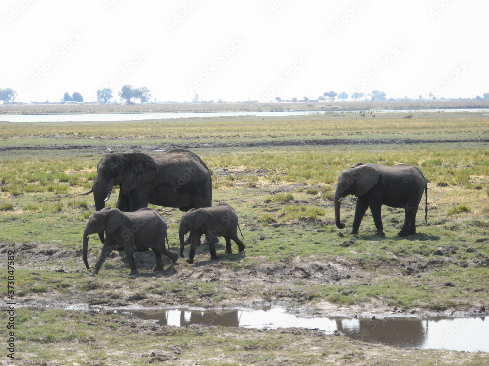 Fototapeta premium wild elephant family in Chobe National Park in Botswana, Africa