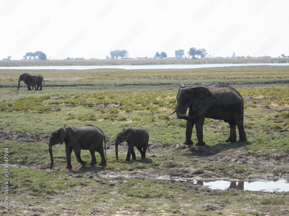wild elephant family in Chobe National Park in Botswana, Africa