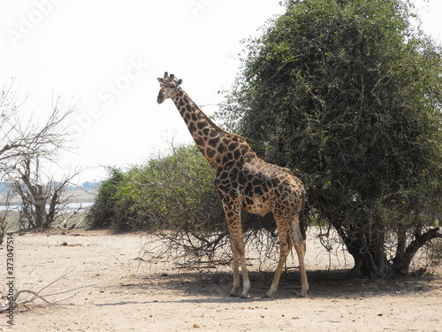 Photography Giraffe in Chobe National Park