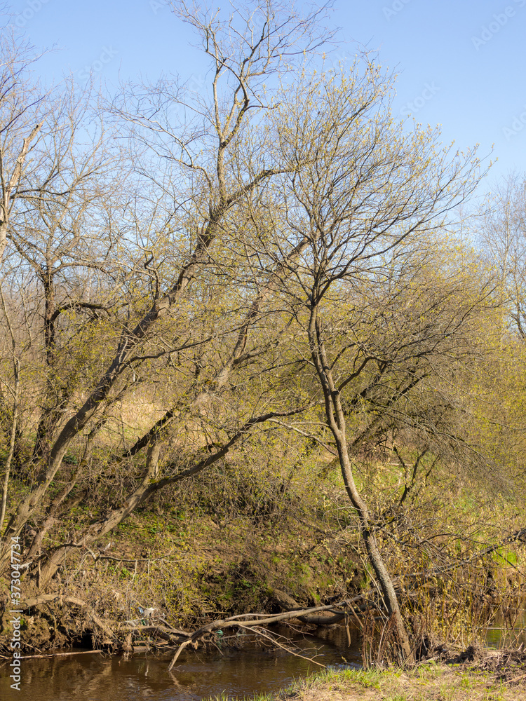 spring landscape with blooming willows