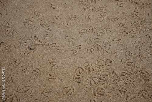 Horizontal shot of ootprints of bird in a beach sand photo