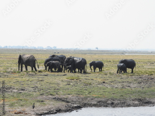 wild elephant family in Chobe National Park in Botswana  Africa