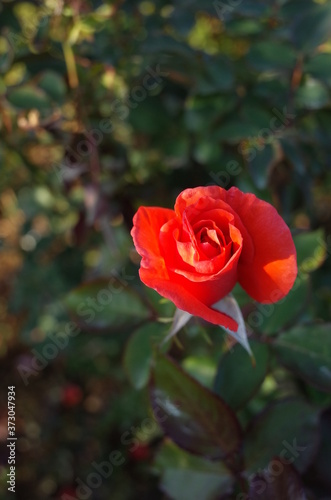 Orange Flower of Rose  Candelabra  in Full Bloom 