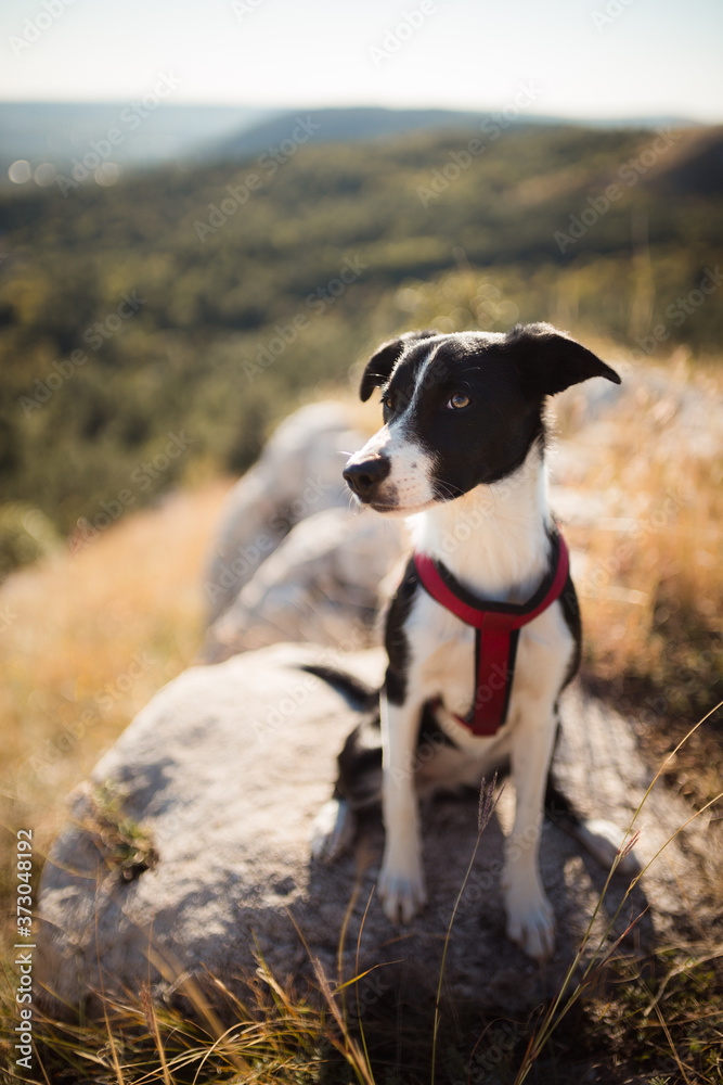 cute black and white border collie puppy looking at the camera sitting on a rock on a mountain