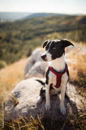 cute black and white border collie puppy looking at the camera sitting on a rock on a mountain