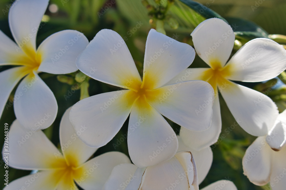 Fototapeta premium This unique photo shows white yellow frangipani blossoms on a green bush in the middle of the Thai nature on a sunny morning