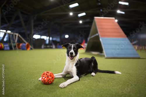 cute black and white border collie puppy looking happy at the camera lying down in a dog agility hall