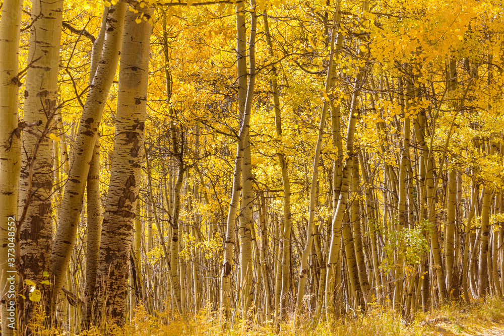 Fototapeta premium Autumn forest