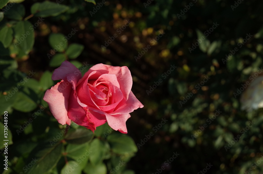 Light Pink Flower of Rose 'Carina' in Full Bloom
Light Pink Flower of Rose 'Carina' in Full Bloom
