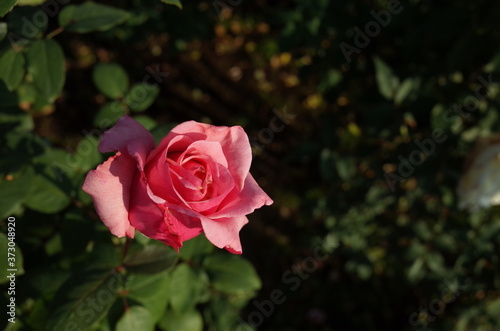 Light Pink Flower of Rose  Carina  in Full Bloom 