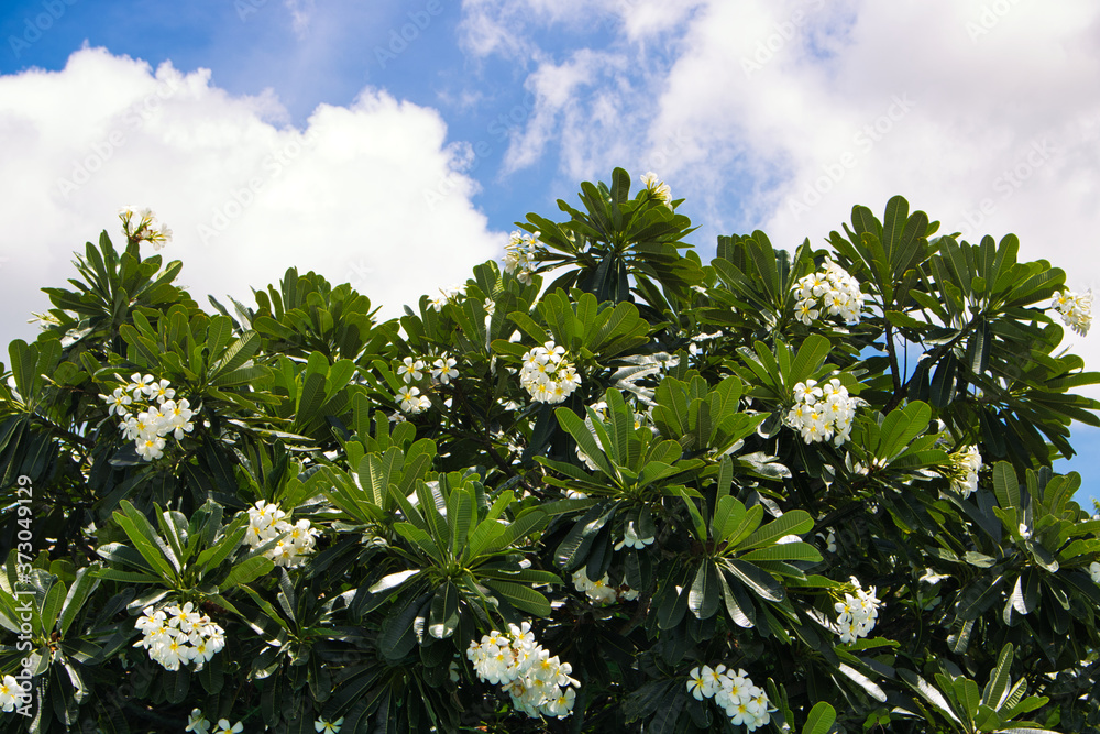 This unique photo shows a blooming frangipani bush and at the top of this picture you can see the blue sky with white clouds on a sunny morning This unique photo shows a blooming frangipani bush and at the top of this picture you can see the blue sky with white clouds on a sunny morning