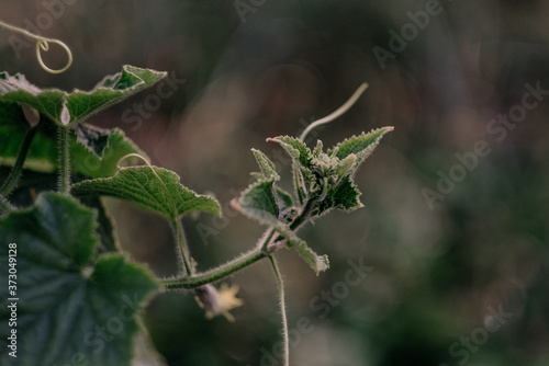 Selective focus shot of cucumber leaves photo