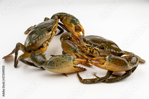 Raw fresh crab isolated on white background