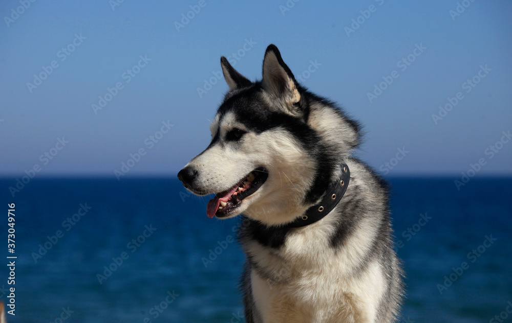 mammal race dog purebred husky mammal race dog purebred husky