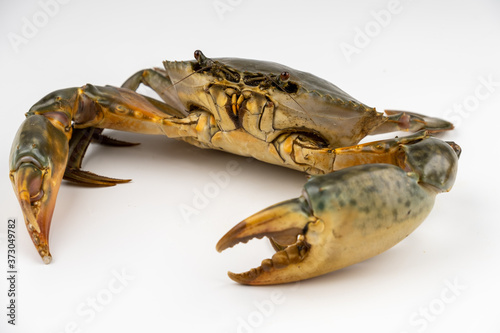 Raw fresh crab isolated on white background