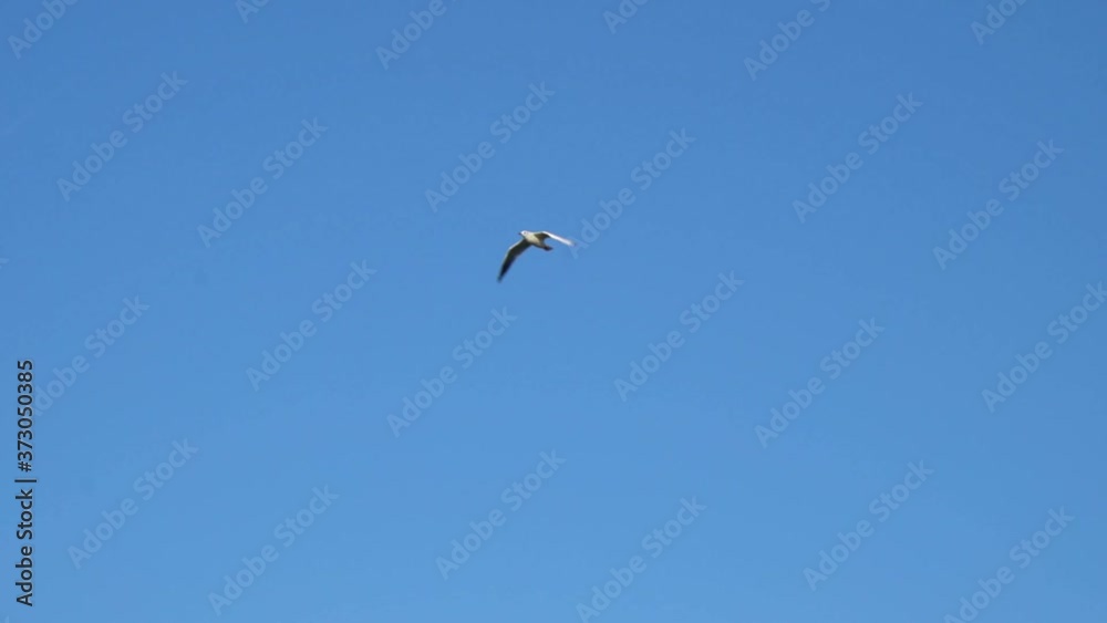 gull flies in blue cloudless summer sky gull flies in blue cloudless summer sky