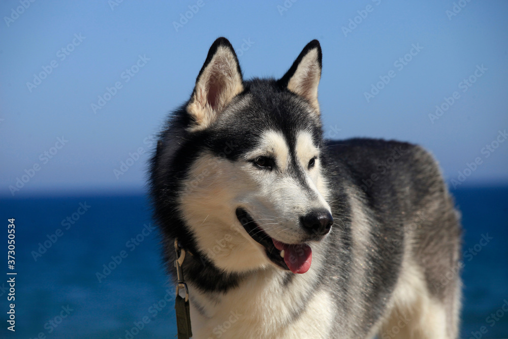 portrait mammal race dog purebred husky by the sea
