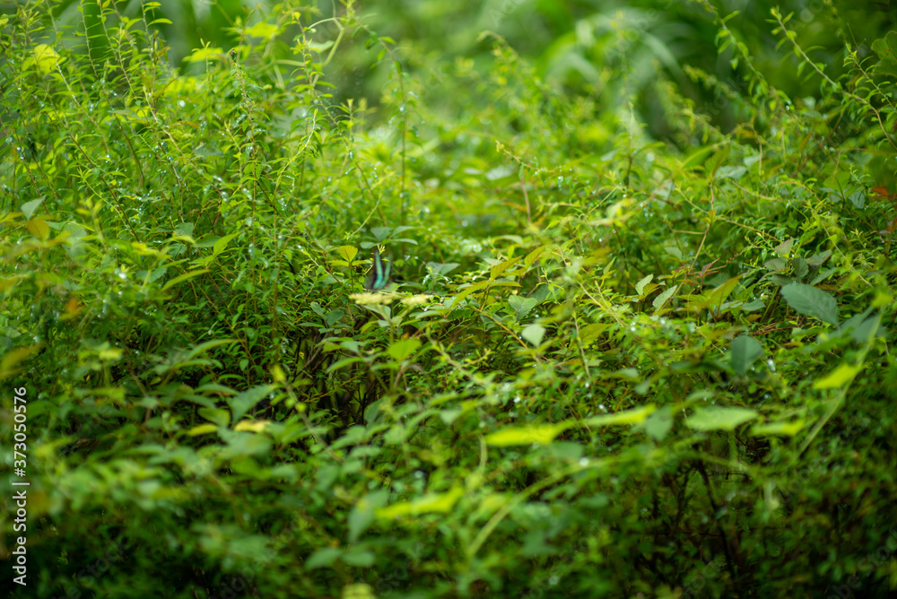 green grasses in the forest