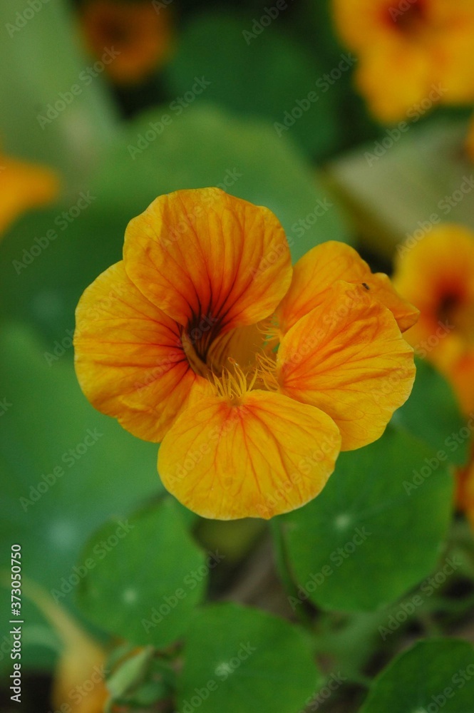 Beautiful flowers for purpose of editnig. Beautiful flowers for purpose of editnig.