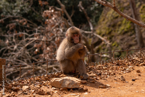Japanese monkeys at Arashiyama in Kyoto