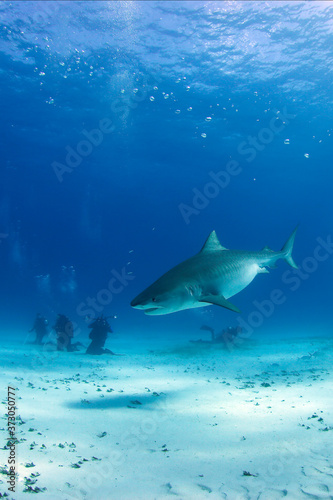 Tiger Shark between Surface and Sand Bottom  with Divers in the Back. Tiger Beach  Bahamas