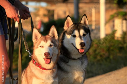 Photography portrait two mammal race dogs purebred husky on the street