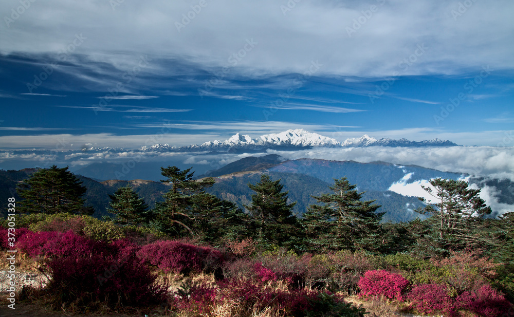 Mount Kanchenzonga or Mount Kanchenjunga as seen from Sandakphu. Himalayan valley with rhododendron flowers and trees.