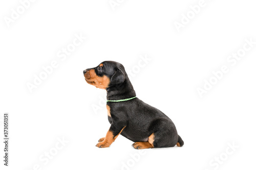 A little puppy of zwergpincher on white background.