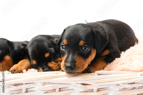 Miniature pinscher puppies in a basket, close-up.